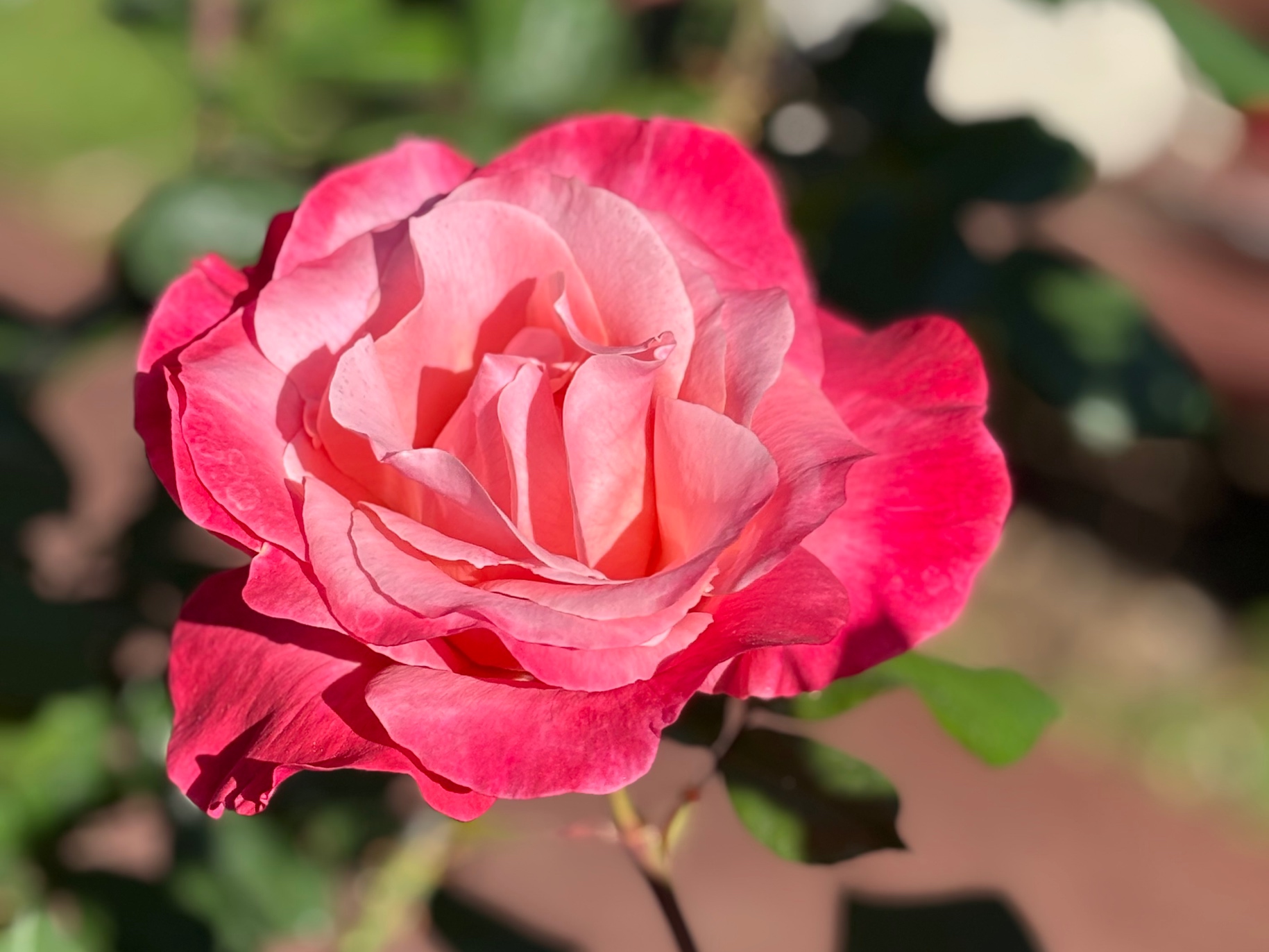 a bright pink rose in full bloom