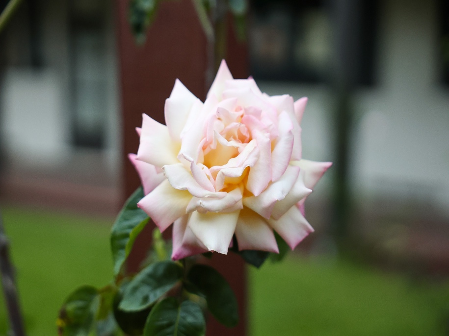 a light pink rose in the rose garden