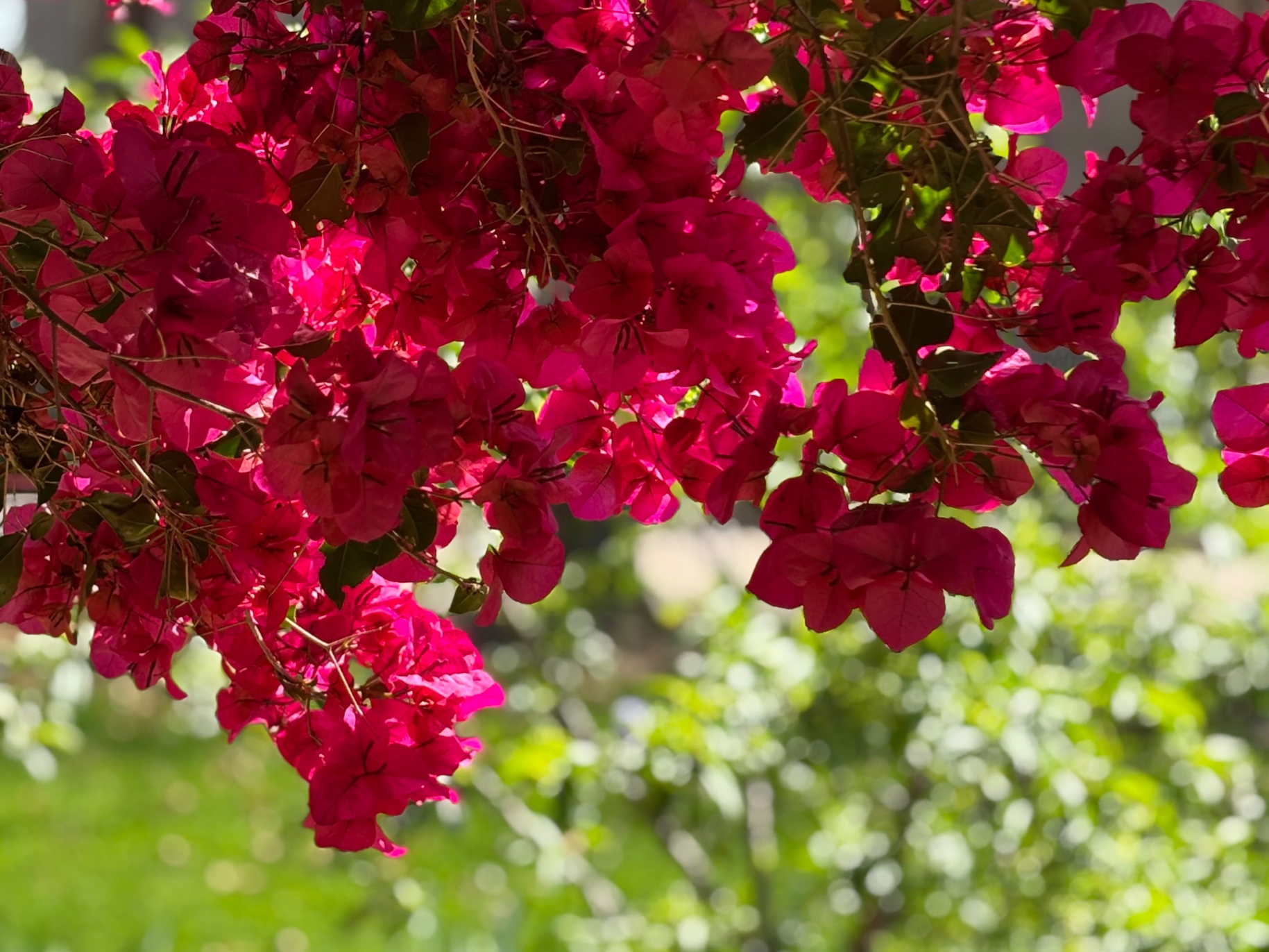bright pink bouganvillea 