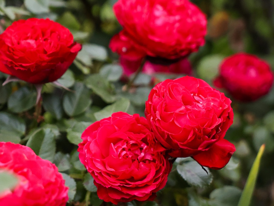 a sea of bright red roses