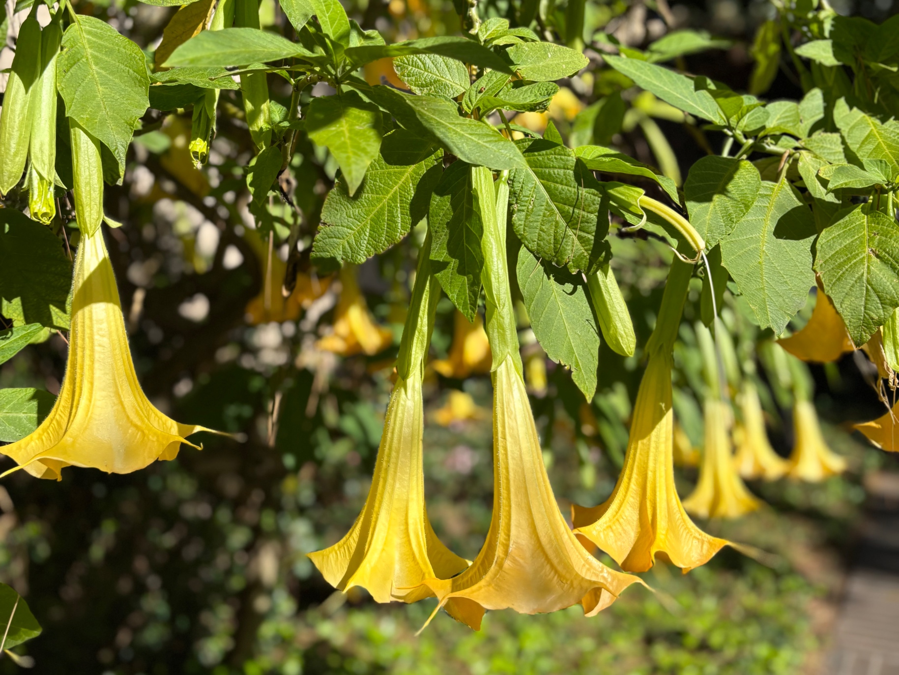 yellow angels trumpet flowers