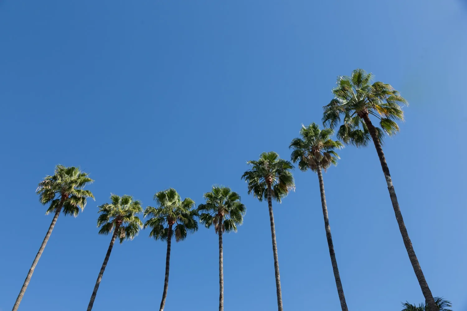 seven palm trees from apu east campus