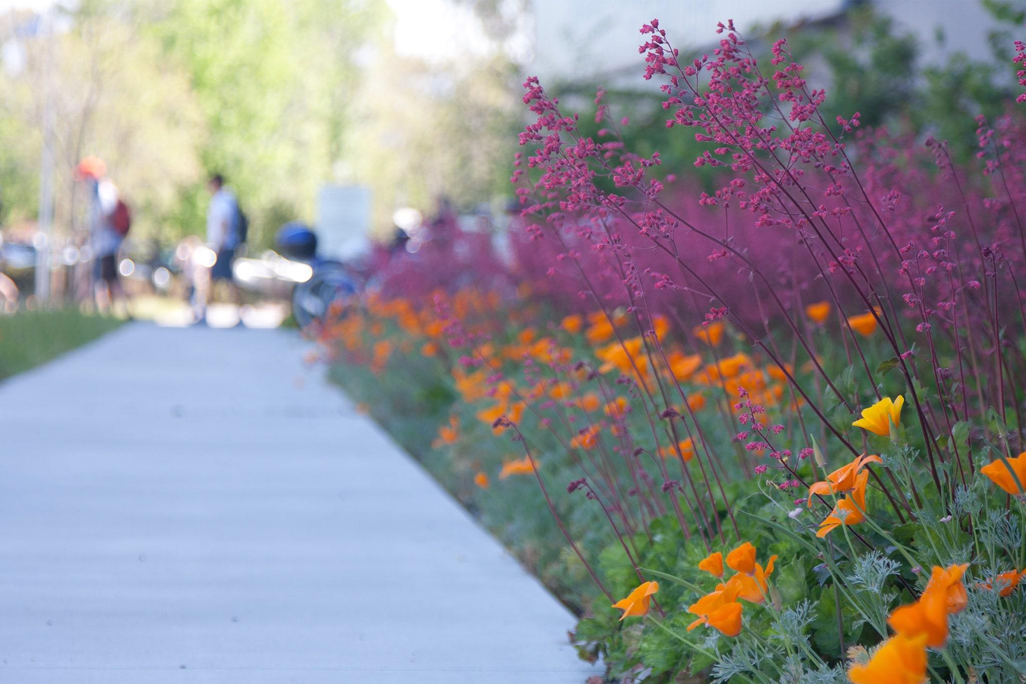 Sidewalk beside greenery