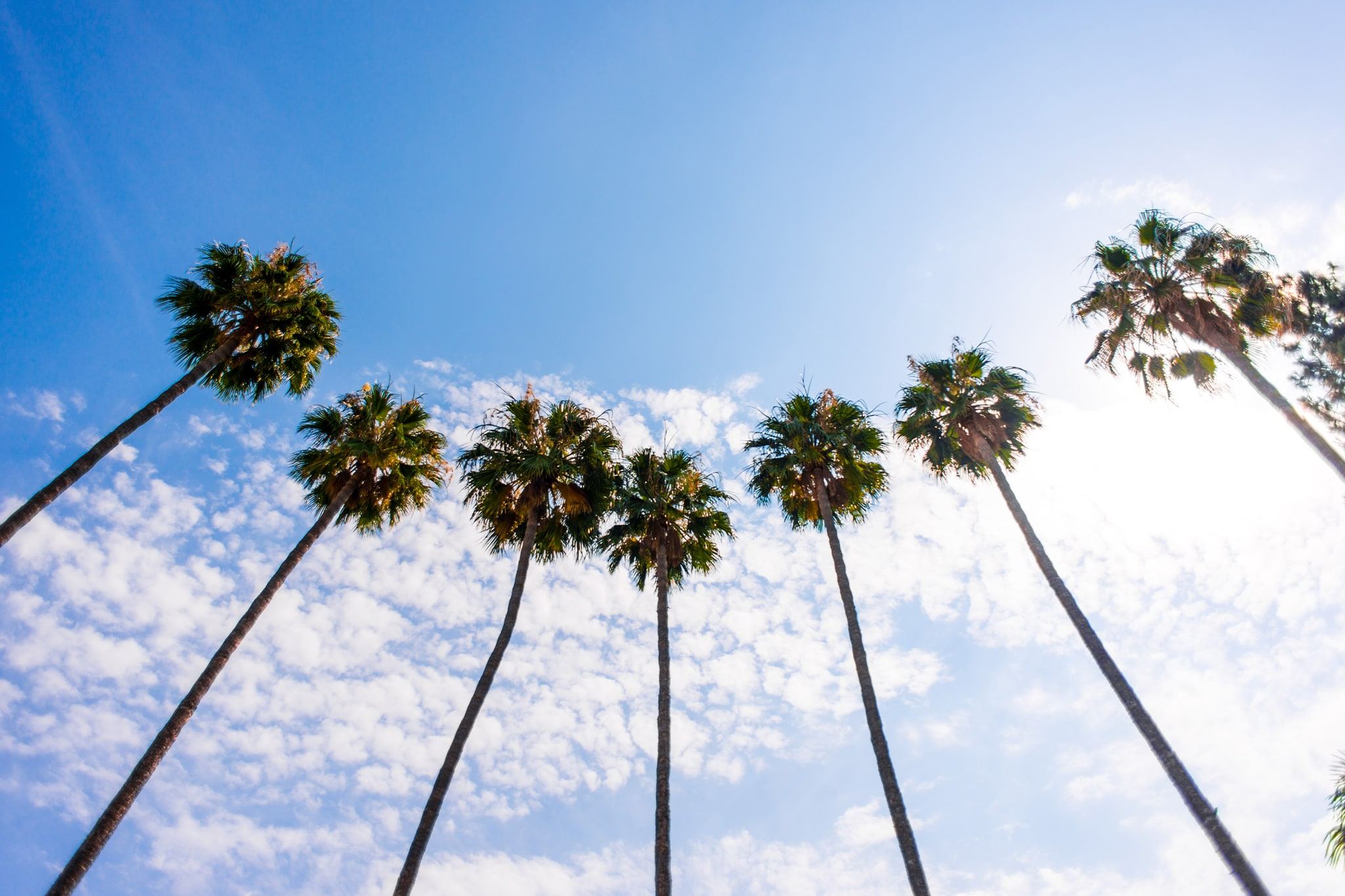 Palm Trees