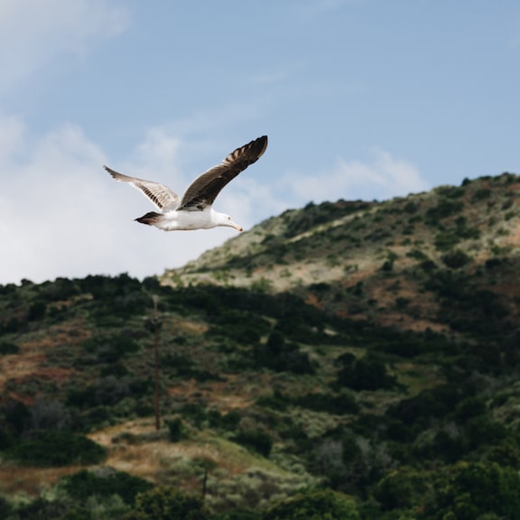 Seagull soaring