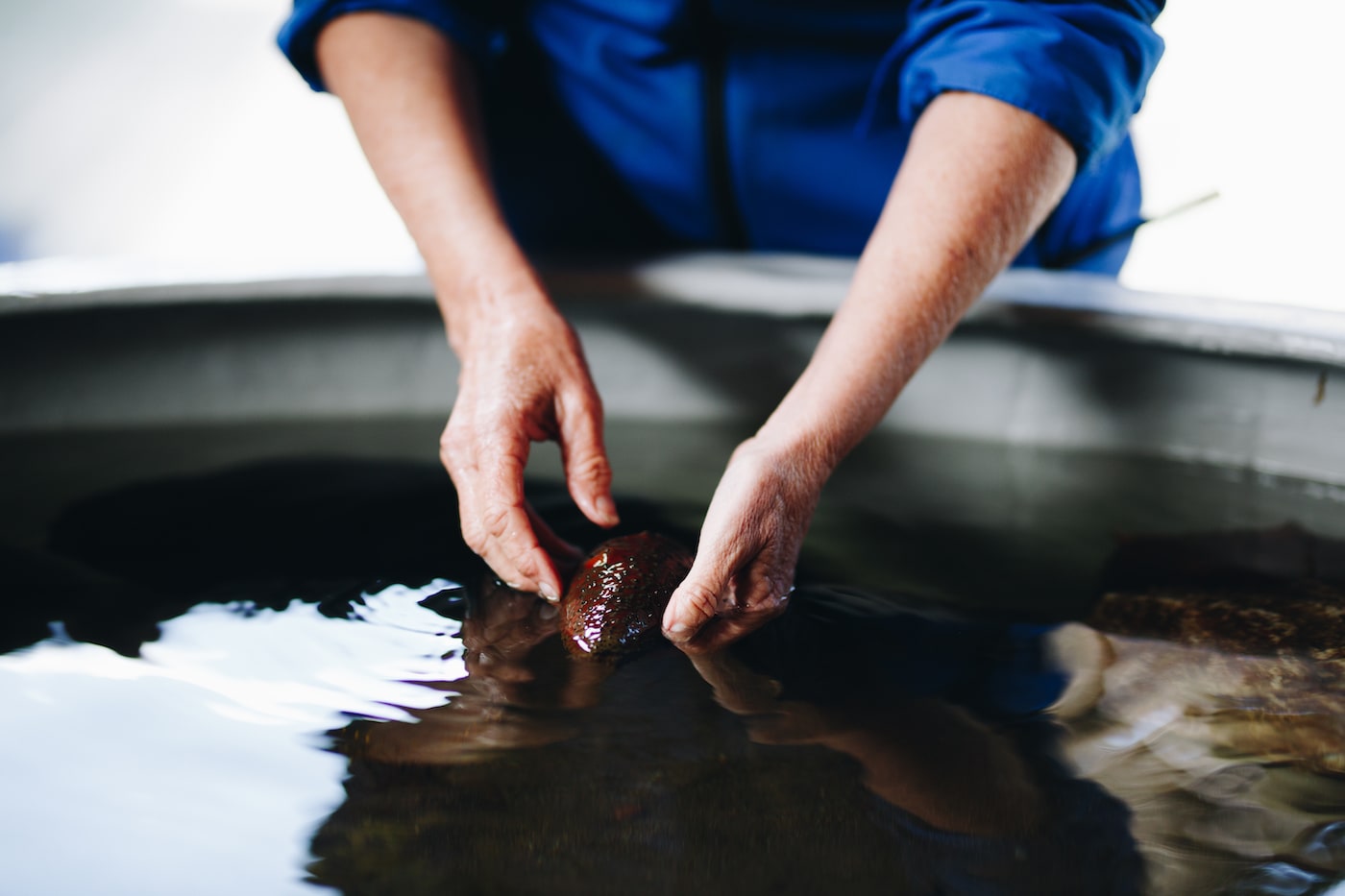 Anna's hands in water