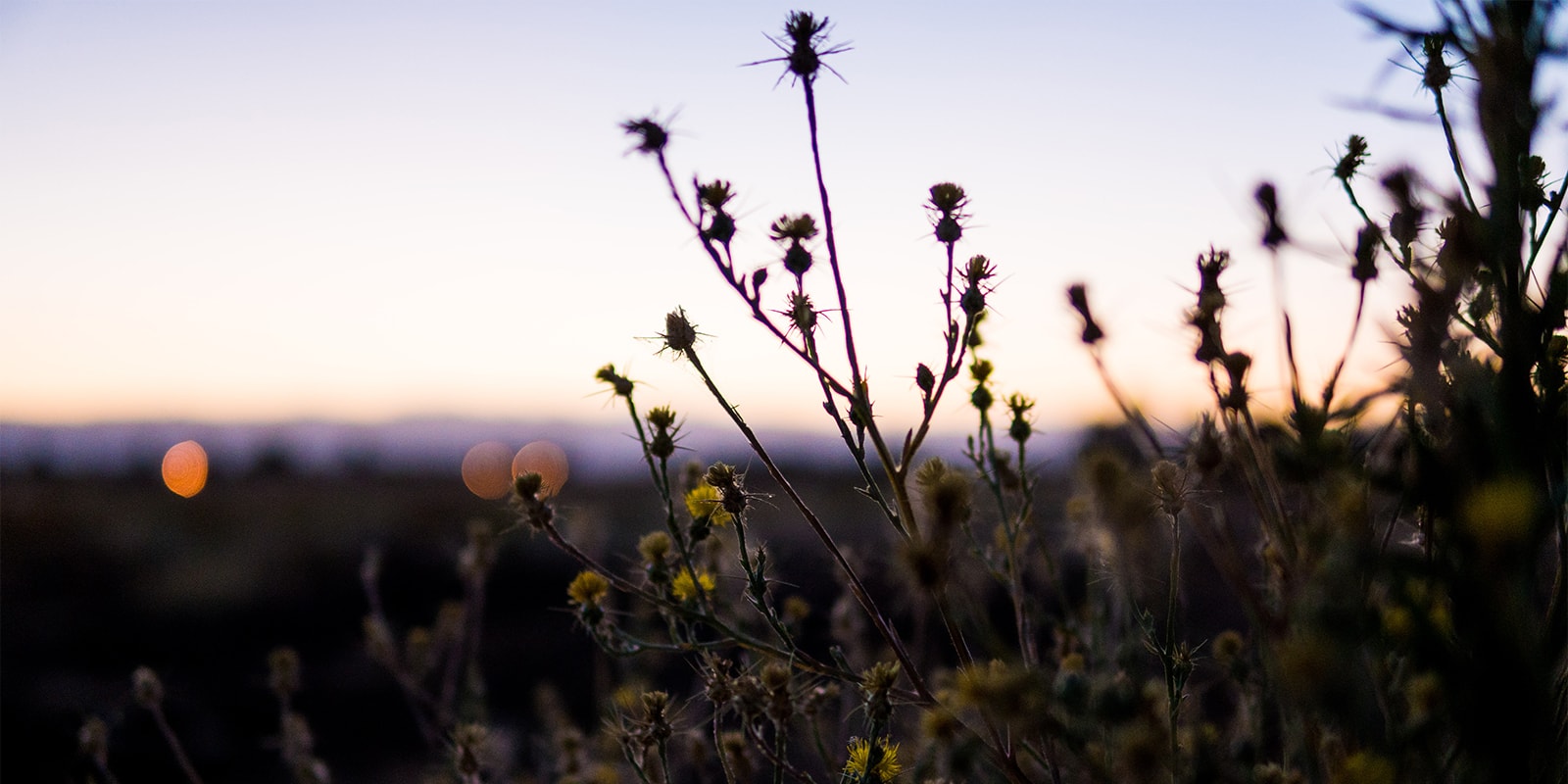 Wild plant