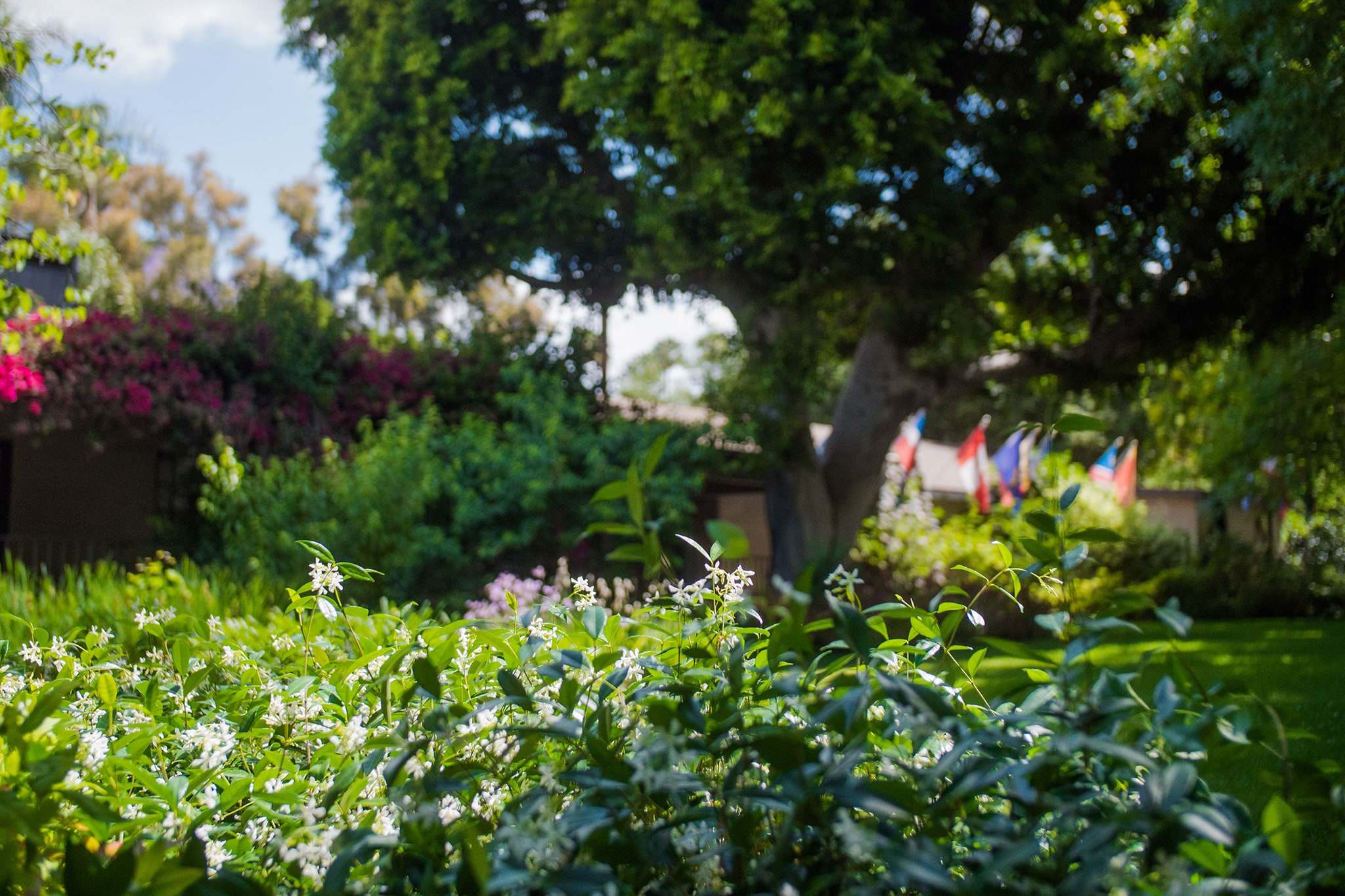 Serene flower bush